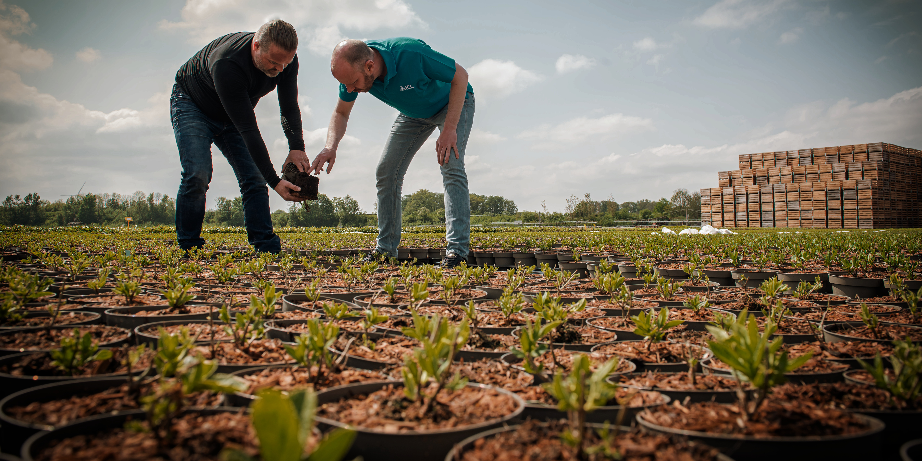 Two men inspecting a field of crops